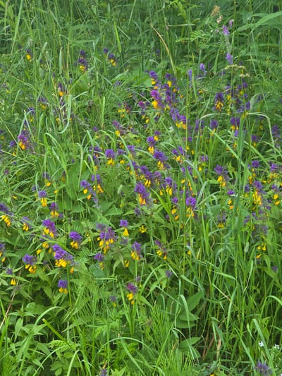 This is a top-down, close-up shot of a dense patch of green grass interspersed with small, vibrant purple and yellow wildflowers. The flowers, appearing to be Rattlesnake-mouth, are scattered throughout the grass, with clusters of them visible in various parts of the frame. The grass is tall and lush, with blades of varying lengths and textures, some thin and reedy, others broader. The overall impression is one of a natural, untamed meadow or field. There are no people or discernible objects in the scene. The lighting suggests it is daytime, with the natural light illuminating the flowers and grass. No specific time of day or weather conditions can be determined, but the lushness of the vegetation implies a time of year with sufficient moisture and warmth, likely spring or summer. The location context provided is Frolovo, Russia, which aligns with the appearance of wild flora typical of such regions. There is no visible text in the image.