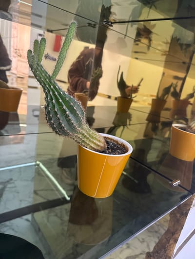A green cactus emerges from an orange pot on a reflective surface. The cactus is long and ribbed, with several smaller branches extending from the main body. The orange pot sits at an angle, appearing to spill the cactus out onto the glass surface. Reflections of the cactus, pot, and surrounding environment are visible on the glass, creating a mirrored effect. The background consists of blurred, indistinct shapes and colors.