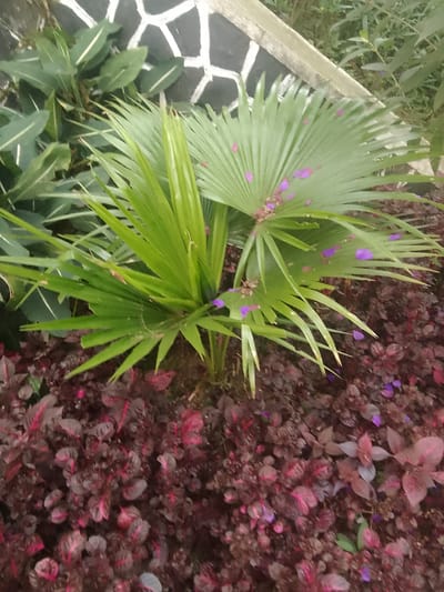 A close-up, eye-level shot captures a densely planted garden area in Cisarua, Indonesia. In the foreground, a mass of dark red and burgundy leafy plants, some with pink veins, fills the lower half of the frame. These plants appear to be ground cover or low-lying shrubs.
Behind the red plants, a cluster of vibrant green palm fronds dominate the mid-ground. The leaves are long and spiky, some fan-shaped and others more linear. Scattered across these green leaves are small, delicate purple petals, suggesting either recent flowering or fallen petals from a nearby plant.
In the background, a section of a wall is visible. It is constructed of irregular dark gray stones with white, angular grout lines forming a geometric pattern. The top edge of this wall is a light-colored, possibly concrete, border. Beyond the wall, out-of-focus greenery hints at a larger garden or natural environment. The lighting suggests an overcast day or shaded area, as there are no strong shadows. The image is sharpest in the mid-ground, focusing on the palm fronds and the purple petals.