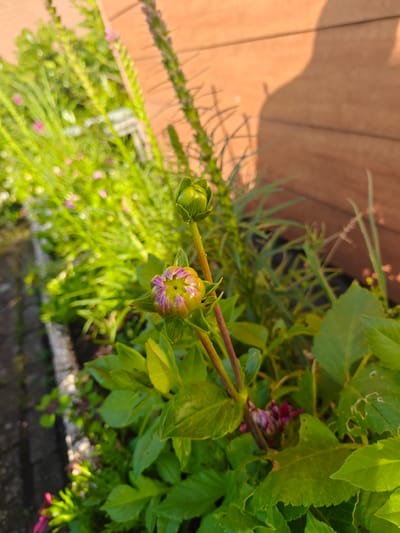 The image shows a close-up of two dahlia flower buds in a garden setting, likely in Nieuw-Vennep, Netherlands. The foreground is dominated by the green leaves and stems of the dahlia plants. The lower bud, in focus, exhibits a partially opened bloom with hints of pink and purple petals peeking out from yellow-green sepals. Above it, a second, fully closed green bud is visible. In the background, out of focus, is a blurred array of greenery with small pink flowers, possibly other garden plants, and a wooden fence or wall with distinct horizontal planks. The lighting suggests it is late afternoon or early morning, casting a shadow of a person on the wooden surface. The scene is a natural outdoor environment, showcasing the early stages of flower development.