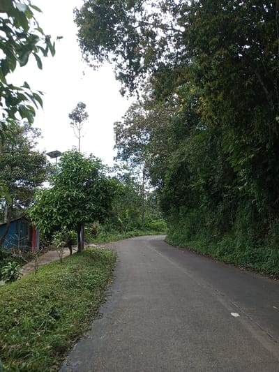 The image displays a paved asphalt road curving to the right in a densely vegetated, semi-rural area of Ariyalai, Sri Lanka. The road surface is dark grey with a visible longitudinal seam and a small white mark on the right edge. No individuals, vehicles, or animals are present.
On the left side of the road, a grassy verge leads to a narrow dirt path. A small, single-story structure, predominantly painted blue with red trim around a doorway or opening, is visible behind a vibrant green, densely leafed tree. Further behind this tree, a dark, square solar panel is mounted atop a tall pole. The background on the left features various trees, including one exceptionally tall and slender tree with sparse foliage reaching high into a bright, overcast sky.
The right side of the road is bordered by a steep bank covered in dense, unmanaged green foliage and trees, forming a continuous natural barrier that follows the road's curve. The overall environment suggests a lush, tropical setting under a bright, diffused light.