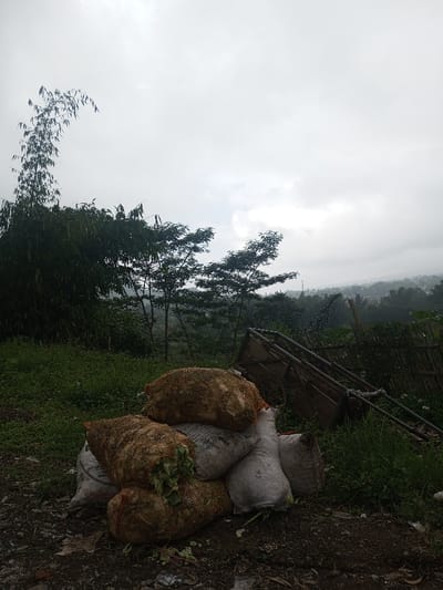 The image captures an outdoor, rural or semi-rural scene under an overcast sky. In the foreground, a pile of several sacks is stacked on dark, somewhat muddy ground. Some of these are brown mesh bags, visibly filled with lumpy produce that appears to be root vegetables or similar crops, with some green leafy remnants sticking out from one bag. Other bags in the pile are opaque white or off-white, with one showing faint, illegible writing.
Behind the sacks, the midground is dominated by dense, green vegetation. On the far left, a tall clump of bamboo arcs upwards, its slender stalks and leaves silhouetted against the sky. Towards the center and right, several smaller trees with thick, dark foliage stand. To the right, amidst the grass, there is a rustic, possibly broken or disused, wooden structure that resembles a cart frame or a makeshift fence component.
The background reveals a broader landscape. Beyond the trees, a valley or lower elevation stretches out, featuring distant human settlements indicated by faint buildings and possibly roads. Further back, rolling hills or mountains fade into the misty, grey horizon. The sky overhead is entirely covered with thick, uniformly grey clouds, diffusing the light and indicating an overcast day, possibly just before or after rain. No direct sunlight or strong shadows are visible. There are no people in the image, and no specific activity is taking place, though the bags suggest agricultural work like harvesting. No clear or readable text is visible in the image.