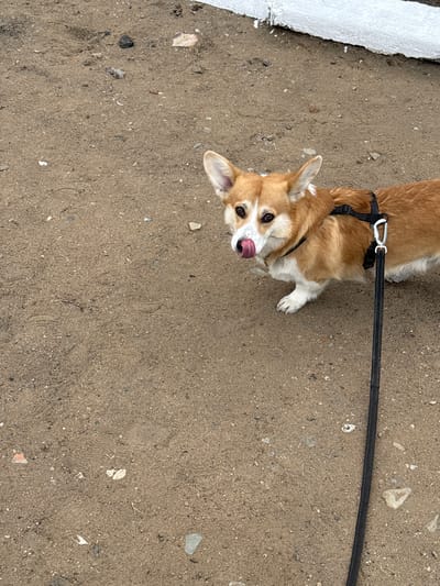 The image depicts a tan and white corgi dog on a leash, standing on a dirt and gravel ground. A small patch of snow is visible on the left edge. The corgi is looking up at the camera and licking its nose. The location is not specified in the image.