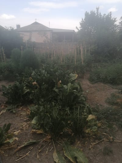 A medium shot captures a hazy, overcast day in a rural setting, likely a garden or farmstead, with elements suggesting the city of Yangiyer, Uzbekistan. In the background, a simple, peaked-roof building with a yellowish-orange facade is visible. To the left of this building, a tall, cylindrical water tank stands. In front of the building and extending across the midground, a fence constructed of vertical wooden stakes supports a lattice of intertwined branches or thinner poles. Surrounding this fence are various green plants, some of which are tall and bushy, while others appear to be smaller.

The foreground is dominated by a patch of large-leafed, green plants with some yellowing and dried leaves scattered on the dark, earthy ground. These plants are clustered together and appear to be low-growing. The ground itself is rough and uneven, with visible soil and a few scattered dry leaves and twigs. The overall atmosphere is muted due to the haze, which obscures finer details and creates a soft focus, particularly on the trees and vegetation in the right midground and background.
