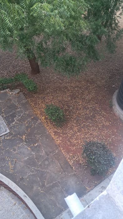 An aerial view reveals a garden area with diverse textures. Lush green trees dominate the left side, contrasting with the brown soil covered in fallen leaves. Small, rounded bushes dot the landscape. A stone-paved pathway stretches diagonally across the bottom-right corner, adding a structured element. Elements such as the white fabric and round ledge on the top right, suggest a view from a building or elevated position.
