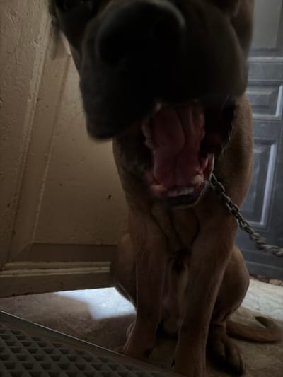 The image shows a close-up, low-angle view of a dog's mouth and snout. The dog appears to be a medium to large breed with brown fur. Its mouth is open wide, revealing its pink gums and teeth. A silver metal chain is visible around the dog's neck, attached to a collar.
The setting appears to be indoors, possibly in a dimly lit room or hallway. The floor and walls are a light, neutral color, with some textured surfaces visible. A dark, possibly wooden door or frame is in the background. Part of a white, gridded object, perhaps a vent or grille, is visible on the right side of the frame. The lighting is uneven, with some areas brightly illuminated and others in shadow, suggesting artificial lighting or a strong light source from one direction.
The dog's expression is difficult to discern due to the close-up perspective and the open mouth, but it does not appear to be aggressive. The focus of the image is on the dog's open mouth and the detail of its teeth and gums. The image is slightly blurry, particularly around the edges, with the sharpest focus on the dog's mouth. No text is visible in the image. Given the context of Tambov, Russia, the scene likely depicts a domestic setting.