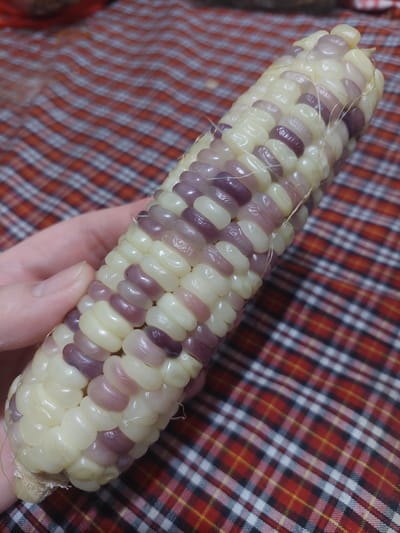 A hand is holding a cob of multicolored corn. The corn kernels are arranged in spiraling rows of white and purple. The background is a red, white, and black plaid fabric. There is no discernible city or location in Indonesia.