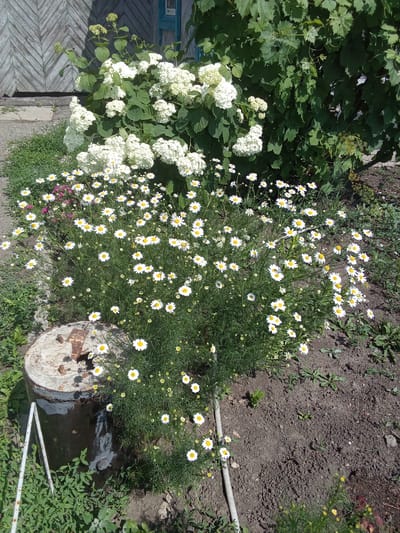 The image depicts an outdoor scene in the city of Altai, Kazakhstan. In the foreground, a cluster of white daisies with yellow centers blooms abundantly. Behind the daisies, a large white hydrangea bush is visible, with some of its clusters in full bloom and others in bud. Further back, a dense green leafy plant, possibly a vine, creates a backdrop. To the left of the frame, a weathered wooden fence with a diagonal plank pattern is present. In the lower left corner, a rusty metal barrel with some protruding bolts sits on the ground, accompanied by green foliage and white stakes. The ground appears to be a mixture of soil and small stones. The lighting suggests it is daytime, likely sunny. There are no people or animals visible in the image.