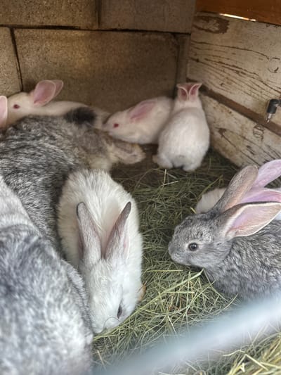 This media file shows a close-up, top-down view of several young rabbits nestled together in a hutch. The subjects are the rabbits, which vary in color from white to gray and gray-and-white speckled. One larger gray rabbit is prominent in the upper right, with its head and large ears visible. Several smaller white rabbits are clustered in the lower left and center. A few other rabbits, mostly obscured, appear to be in the foreground. The setting is a rustic enclosure, with wooden planks forming the upper wall and possibly the roof, visible in the top left. The floor of the hutch is covered with hay. The lighting suggests it is daytime, and there are no visible indications of weather. The rabbits appear to be resting or sleeping, with a general sense of calm. There is no visible text in the media file. The location context provided is Târgu Neamț, Romania.