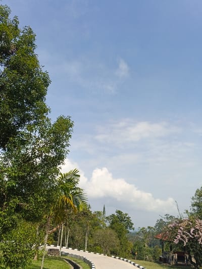 A winding road bordered by lush greenery leads towards a distant view. A mix of trees, including a palm, frame the scene under a bright blue sky with scattered clouds. A small gazebo sits to the right, partially obscured by flowering shrubs. The road’s edge is defined by a low wall with alternating black and white markers, enhancing the sense of depth. The overall impression is peaceful and serene.