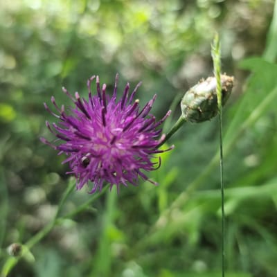 A close-up, shallow depth-of-field photograph captures a vibrant purple thistle flower and an unopened bud against a soft, blurred green background. The thistle flower, positioned on the left side of the frame, displays delicate, spiky petals radiating outwards from a central core. A small, dark insect is visible on one of the petals. To the right of the flower, a green, spiky bud sits on a stem, with a thin, upright blade of grass passing vertically in front of it. The background consists of out-of-focus foliage and light, creating a bokeh effect. The scene appears to be set in a natural outdoor environment, possibly a field or garden in Ақкемер, Kazakhstan.