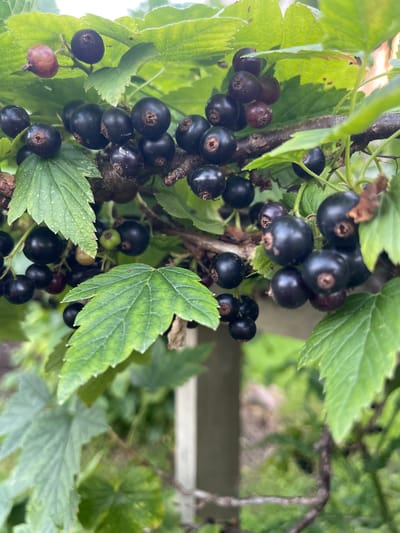 A close-up, outdoor shot captures a cluster of ripe blackcurrants on a branch, interspersed with green leaves. The berries are predominantly dark purple to black, with a few showing reddish hues, indicating varying stages of ripeness. Some berries have visible calyx remnants. The leaves are broad and serrated, some displaying a healthy green color, while others exhibit signs of yellowing or slight damage. A weathered wooden post is visible in the background, suggesting a garden or allotment setting. The overall lighting indicates an overcast or shaded condition, softening the details and colors. The scene is devoid of any human presence or activity. The image does not provide any specific indicators of its location within the city of Jelgava, Latvia, as it depicts a natural element common to many geographic areas.