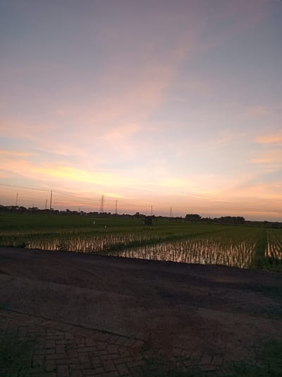 The image depicts a rural landscape at dusk near Bungur, Indonesia. A flooded rice paddy dominates the middle ground, reflecting the orange and pink hues of the sunset sky. Rows of young rice plants are visible within the paddies. In the background, a line of trees and utility poles with power lines stretches across the horizon. A large electrical transmission tower is also present. The foreground is a dark, dirt embankment or road with some brickwork visible in the lower portion of the image. The sky is primarily a mix of pastel shades, transitioning from orange near the horizon to pale blue higher up. There are no people visible in the scene. A contrail appears high up in the sky.