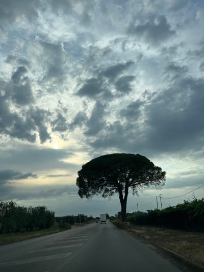 The image depicts a solitary, broad pine tree silhouetted against a dramatic, cloud-filled sky. The sun is partially visible, peeking through a gap in the clouds, casting a soft, diffused light. The tree stands beside a paved road, which leads the viewer into the distance. On the left side of the road, there are rows of olive trees. On the right side, a dense row of green foliage, possibly grapevines, runs along the roadside. Power lines are visible in the distance, supported by wooden poles. A white truck is seen driving on the road in the distance. The overall impression is one of a rural landscape under a dynamic sky, characteristic of the countryside surrounding Barletta, Italy.