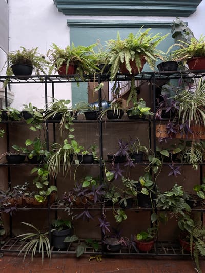 A vertical garden in Oaxaca City, Mexico. The garden is comprised of a black metal grid structure affixed to a wall, holding numerous potted plants. Plant varieties include ferns, spider plants, pothos, and purple heart plants, among others. The garden extends across the wall, with some sections displaying denser foliage than others. To the left, the wall is painted white with a green trim. To the right, the wall is a brown. The light is soft and diffused, suggesting an indoor or shaded location. The composition focuses on the plants and their arrangement on the grid.