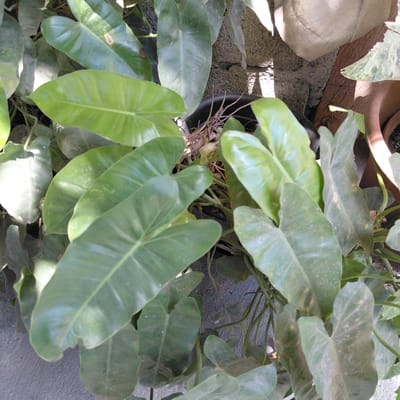 The image shows a close-up view of a philodendron plant with large, heart-shaped, green leaves. Some of the leaves have a slightly waxy texture and appear to be dusted with a light coating of soil or pollen. The plant is in a dark-colored pot, and some thin, brown stems are visible among the foliage. In the background, a rough, textured wall made of what appears to be concrete blocks is visible, with sunlight casting shadows on it. There are also glimpses of other potted plants and a wooden surface. The overall scene suggests an outdoor setting, possibly a garden or a patio area. The image does not contain any people or obvious human activity. The composition focuses on the textures and shapes of the plant's leaves, with the background elements providing context for the environment. The lighting indicates it is daytime. Given the provided location of Samal, Philippines, this scene is likely from a residential area or a commercial establishment in that tropical region, characterized by lush plant life and possibly a humid environment.