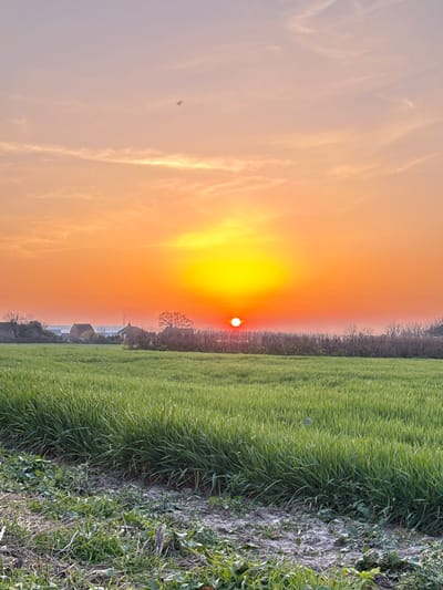 The image captures a sunrise or sunset over a field, likely located in a rural area. The sky is filled with orange and yellow hues, with the sun appearing as a bright, intense light source. The field is predominantly green, with a mixture of grasses and vegetation. In the distance, there are glimpses of buildings and trees, suggesting a nearby settlement. Based on the prompt, this scene may be located near Gorleston-on-Sea, United Kingdom.