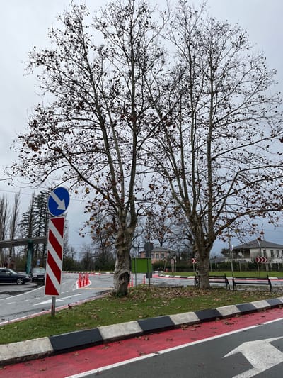 The image captures an outdoor scene in the city of ლესის თემი, Georgia, under an overcast sky. In the foreground, a paved road features a red-painted section with a white forward-pointing arrow, bordered by a concrete curb painted with alternating black and white segments. A grassy median, sparsely covered with brown fallen leaves, hosts a tall vertical sign with red and white diagonal stripes, topped by a blue circular sign displaying a white arrow pointing diagonally down-right. Several orange traffic cones are arranged along a white line, delineating a curve in the road.
Two prominent deciduous trees, characterized by light-colored, mottled bark and mostly bare branches with some residual brown leaves, stand on the median. A dark-colored metal bench is positioned beneath these trees. To the left, a dark sedan and a light-colored taxi are partially visible, parked near a multi-story structure with a green roof. The background reveals additional bare trees and some evergreen conifers, along with residential buildings, including a light-colored house with a dark roof and another with a pink facade and brown roof. No people are present in the scene.