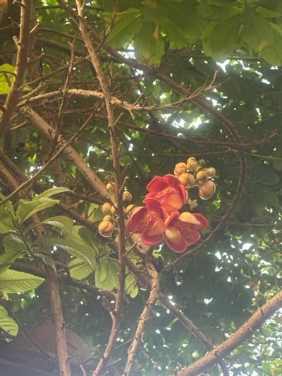 The image presents a close-up, upward-angled view of a tree canopy, located in Kim Long Ward, Vietnam. The primary subjects are a cluster of three open flowers, characterized by their reddish-orange petals and prominent yellow-orange internal stamen structures. Adjacent to these open flowers, multiple spherical to ovoid buds, ranging in color from light yellow to light orange-brown, are visible on the same floral stalk. Numerous brown, textured branches and twigs crisscross the frame, forming a dense network. The background consists of vibrant green foliage with broad leaves, through which patches of bright, diffused daylight are visible, indicating an outdoor, daytime setting. No individuals, human actions, or direct interactions are depicted within the frame.