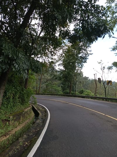 The image depicts a winding asphalt road through a heavily forested mountainous region in Boommlog, Bhutan. The road curves sharply to the right, with a solid white line marking its immediate left edge and a dashed yellow line indicating the center. To the immediate left of the road, a concrete drainage ditch runs alongside, backed by a moss-covered retaining wall and dense green undergrowth. A large tree with a thick trunk and extensive green foliage overhangs the left side of the road, casting shadows. Beyond the curve to the right, a metal guardrail runs parallel to the road. Further right and downhill, dense forestation is visible. Two signs are present on the right side: a circular dark sign on a pole, and a yellow diamond-shaped warning sign indicating a sharp right curve, also on a pole. The sky overhead is overcast, providing diffused natural light. No individuals or vehicles are present.
