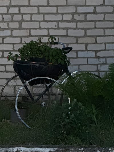 The image displays a stationary bicycle positioned next to a dense patch of dark green foliage. The scene is illuminated by dim, ambient light, suggesting an overcast day or low-light conditions.
On the left side of the frame, a textured surface consisting of light-colored, rectangular bricks or pavers is prominently visible, laid out in a staggered pattern, resembling a wall or a vertically oriented paved area.
In the central area, a bicycle is partially obscured by plants. Its chrome-plated wheel rims and spokes are clearly discernible. Attached to the front portion of the bicycle, likely the handlebars or front rack, is a dark-colored basket or bag overflowing with vibrant green leafy plants.
To the right, the bicycle is largely enveloped by lush, dark green foliage, possibly ferns or similar bushy plants, which obscure parts of its frame and wheels. Further to the far right, a rough, light grey vertical structure, appearing to be a concrete or stone wall or pillar, is visible.
No human figures are present, and there is no discernible activity taking place. The overall impression is that of a quiet, outdoor setting, possibly a garden or a paved area adjacent to dense vegetation. No visible text is present in the image.