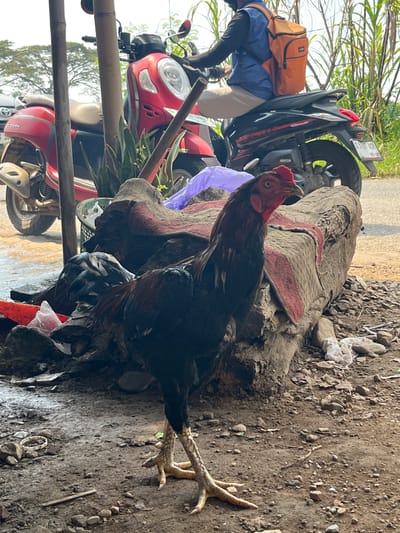 A rooster stands near the road in Curug, Indonesia. The rooster has long legs and dark feathers with red accents. It is standing on a patch of dirt, with pebbles and other debris scattered around. Behind the rooster is a weathered log, draped with what appears to be a blanket or cloth. Two scooters are parked nearby, a red one and a black one. A person wearing a blue shirt and khaki pants is leaning over one of the scooters, with an orange bag slung over their shoulder. Bamboo poles are set up near the scooters. The scene is partially shaded, with some vegetation visible in the background.