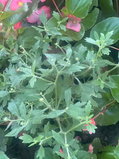 This is a close-up, top-down photograph of a dense planting of green foliage with scattered pink flowers. The primary subject is the plant with deeply lobed, somewhat fuzzy green leaves. Its branches are thin and appear to be reaching outwards. Scattered amongst the green leaves are several bright pink flowers, some of which are fully open, revealing a yellow center, while others are still in bud. The flowers appear to be begonia blooms, judging by their shape and texture. The background is a dark, indistinct blur of more greenery and possibly soil, suggesting the plants are in a garden or planter. The lighting is soft, with no harsh shadows, indicating it might be a cloudy day or late afternoon. There is no visible text. The overall impression is one of lush, natural growth. The context provided places this scene in Iași, Romania.