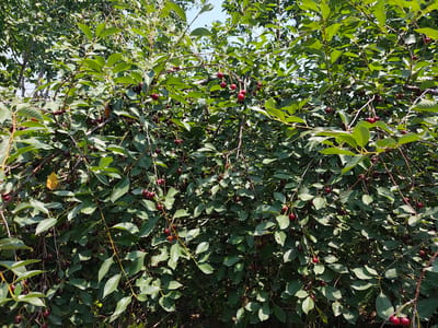 The image shows a close-up view of a cherry tree laden with ripe, dark red cherries and lush green leaves. The branches are densely packed, creating a rich canopy. The cherries hang in clusters, some singly and others in groups of two or three, attached by thin stems. The leaves are ovate with serrated edges, and some exhibit slight yellowing, possibly indicating the progression of the season. Sunlight filters through the foliage, creating dappled shadows and highlighting the glossy texture of the cherries. The background consists of more foliage and a hint of blue sky. The scene appears to be in an outdoor, natural setting, likely a garden or orchard. While the image is stated to be from Sakaldy, Kyrgyzstan, no specific landmarks or structures are visible to confirm this location. There are no people or animals depicted in the image.