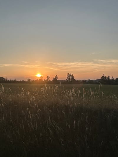 The image shows a field at sunset. The sun is low on the horizon, casting a warm orange glow across the sky. There are trees in the distance, silhouetted against the sky. In the foreground, tall grasses are swaying in the breeze. The scene is peaceful and serene. This image was taken in Bernhardswald, Germany.