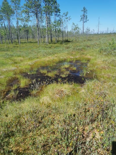 This image depicts a natural landscape with a swampy area in the foreground and a pine forest in the background. The swamp features dark, wet earth interspersed with patches of vibrant green grass and some low-lying vegetation. A small pool of dark water is visible within the swampy area. The pine forest is characterized by numerous tall, slender pine trees with green needles, creating a dense canopy in some sections. The ground beneath the trees is covered with a carpet of green grass and other low-lying plants. The sky above is clear and blue. The overall scene conveys a sense of wild, undisturbed nature. The image is attributed to Krasnobor, Russia.