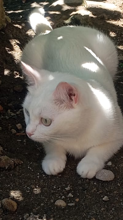 A white cat with light green eyes is lying on dark, pebbly ground under dappled shade. The cat's fur is white, and its ears are pink with some scabs or dirt visible inside the right ear. The cat is facing left, with its head turned slightly towards the viewer. Sunlight highlights parts of its body and tail. The environment appears to be outdoors, with shadows cast from overhead foliage. There is no indication of the city of Baksan, Russia, in the image.