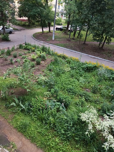 A street-level, high-angle shot captures a view of a residential courtyard in Shchyolkovo, Russia. The foreground is dominated by a lush, overgrown flower bed overflowing with a variety of green plants, interspersed with small white and pink flowers. Yellow flowers line the edge of a winding asphalt path that curves through the scene. A light-colored sedan is parked on the left side of the path, while a dark-colored car is visible further down the road. Several mature trees with full green canopies are scattered throughout the courtyard, casting shadows on the ground. In the background, a multi-story apartment building with visible windows and balconies is partially obscured by the foliage. The overall impression is one of a lived-in urban space with a significant amount of natural vegetation.