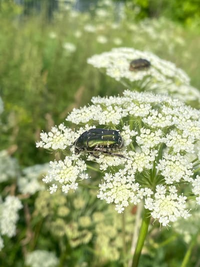 A close-up, eye-level shot captures a metallic green beetle perched on a cluster of small white flowers in a natural setting. The beetle, positioned on the right side of the frame, faces left, its iridescent shell reflecting light. The flowers, densely packed in an umbel formation, are a delicate white, with tiny petals and visible stamen. The background is softly blurred, showing a field of green vegetation and other white flowers, suggesting an outdoor, possibly meadow or garden environment. The image is taken in Protvino, Russia.