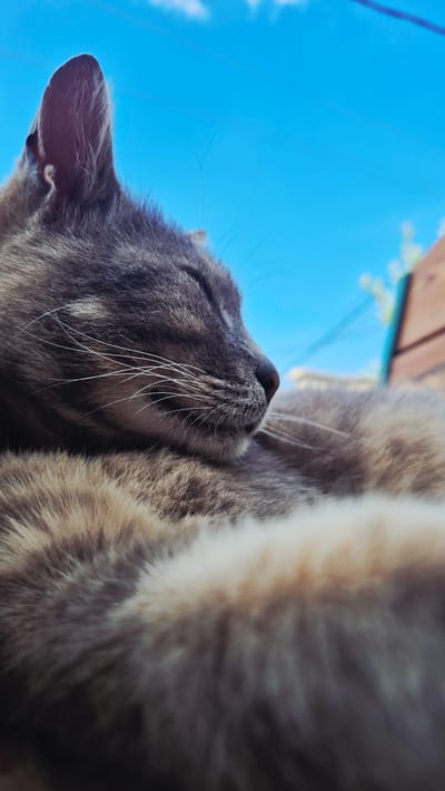 A close-up, low-angle shot captures a tabby cat sleeping outdoors, with its head turned to the right and eyes closed. The cat's fur is a mix of gray and brown tabby markings. Its whiskers are visible, extending outwards. The background is a bright blue sky with a few wispy white clouds. The lower right corner of the image shows a blurred wooden surface and some greenery, suggesting an outdoor setting, possibly in a garden or on a porch. The cat appears to be resting comfortably on a textured surface, part of which is blurred by the shallow depth of field. The scene is located in Ialoveni, Moldova.