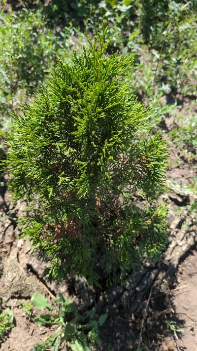 The image shows a small, coniferous shrub in the ground, with green, scale-like foliage. The shrub is positioned centrally in the frame, with dry, cracked soil and some sparse green vegetation in the background. The lighting suggests it is daytime with direct sunlight casting shadows. The scene appears to be an outdoor environment within the city of Bulatselivka, Ukraine. There are no people or animals visible in the image.