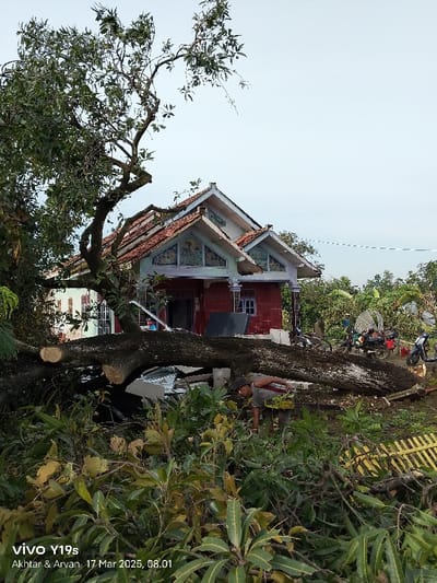A large tree trunk has fallen onto the roof of a two-story residential building in Kecamatan Anjatan, Indonesia. The house is constructed with concrete, white stucco, and a red tile roof. The tree has landed on top of a white car parked in front of the house. A man wearing a blue shirt and a red vest is working to clear the debris. Thick green foliage is growing in front of the house. The sky is clear and light blue with a few white clouds.