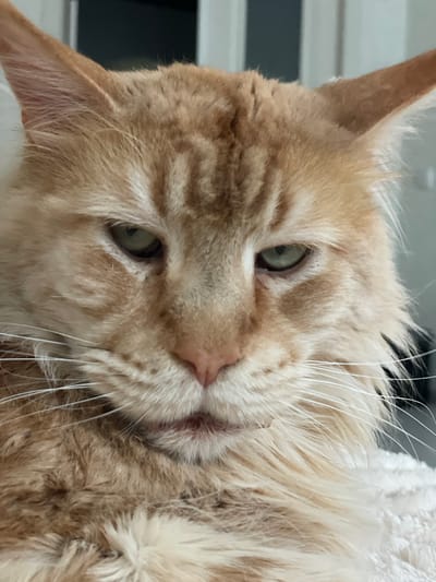 The image is a close-up portrait of an orange tabby cat. The cat's fur is a mix of light and dark orange stripes. The cat has green eyes and long white whiskers. The background is out of focus, but appears to be an indoor setting with some light-colored furniture. There is no indication of the cat's location in Rozsoshentsi, Ukraine.