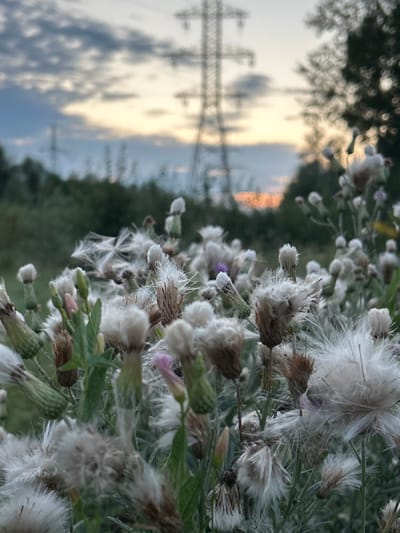 The image depicts a close-up view of fluffy white seed heads of plants, likely thistles, in the foreground. The background is out of focus and shows a hazy sky with clouds tinged with the warm colors of sunset. A large electricity pylon is visible in the middle ground, silhouetted against the sky, along with dark green foliage of trees and bushes. The scene appears to be an outdoor setting, possibly a field or a roadside, in the village of Belozerki, Russia, given the presence of agricultural land and infrastructure typical of such areas. No people or specific actions are depicted; the focus is on the natural elements and the industrial structure.
