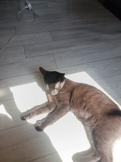 In Navapolatsk, Belarus, a domestic shorthair cat of brown and gray coloration is lying on a light-colored wooden floor. The cat is positioned diagonally across the frame, bathed in a bright shaft of sunlight that casts a strong shadow to its left. Its eyes are closed, suggesting it is sleeping or resting. The cat's paws are visible, extended slightly forward. In the upper left corner of the image, a white electrical plug and cord are visible on the floor, indicating the presence of an appliance or electronics. The environment is simple, focusing on the cat and the immediate surroundings of the floor.