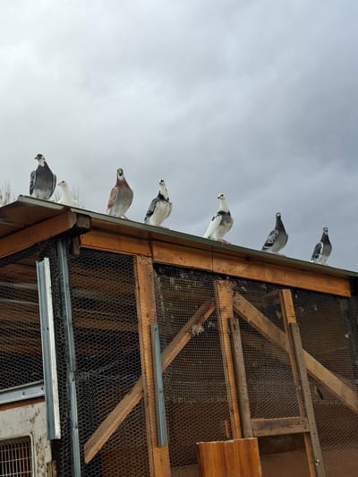 Seven pigeons are perched on the edge of a wooden structure, possibly a dovecote or aviary. The structure is made of wood and chicken wire, and is situated outdoors. The sky is overcast. The location is likely in Moshtanets, Bulgaria.