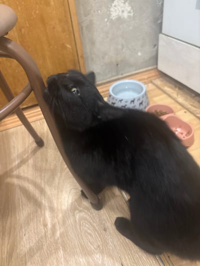 In an indoor environment, likely a residential setting in Sredneuralsk, Russia, a black cat is captured in focus, positioned in the foreground. The cat is actively scratching a brown chair leg with its front paws. Its body is oriented towards the right of the frame, with its head turned to the left, revealing its green eyes and a small amount of green material on its forehead.
The background reveals a tiled floor with a light wood grain pattern. To the right of the cat, two pet bowls are visible: one white bowl with a pattern of small dog silhouettes, containing water, and a pink double bowl to its right, which appears to hold dry cat food. Further in the background, a section of a concrete wall with visible imperfections and a white appliance or cabinet are discernible. The lighting suggests an indoor setting, possibly with natural light from an unseen source, casting shadows on the floor. No humans are present in the image.