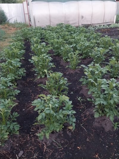 This media file depicts a field of young potato plants in Солонешное, Russia. The plants, with their vibrant green leaves, are neatly arranged in rows against dark, rich soil. In the background, a white, curved structure, possibly a greenhouse or agricultural building, is visible. The scene is an outdoor agricultural setting, likely a farm. The plants appear healthy and are in their growth phase. There is no visible text in the image. The lighting suggests it is daytime, but the sky is not visible to determine the exact time of day or weather conditions. The image captures a moment in the cultivation of a crop, conveying a sense of agricultural activity and growth.