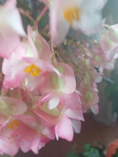 The image is a close-up, soft-focus photograph of pink and white flowers with yellow centers. The flowers are clustered on thin stems, with some green foliage visible in the background. The overall impression is of delicate, blooming plants. The photograph appears to have been taken indoors or in a sheltered outdoor location, as there is no indication of specific urban or natural landmarks. The location of Тумілавіцкі сельскі Савет, Belarus, is not evident from the image.