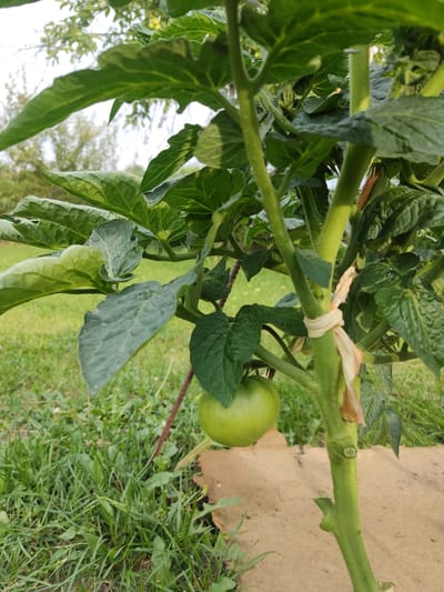 A close-up, eye-level shot captures a young, green tomato hanging from its vine. The tomato is round and firm, with a smooth, unblemished surface. The vine is thick and sturdy, with a fuzzy texture and a green stem that is tied to a stake with a piece of pale fabric. Large, green leaves surround the tomato, their edges serrated and veins prominent. In the background, a blurry expanse of green grass and trees suggests an outdoor garden setting. The scene is bathed in soft, natural light, creating a tranquil and serene atmosphere. The location is an agricultural area in Іргелі ауылдық округі, Kazakhstan.