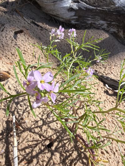 A close-up shot captures a delicate cluster of pale purple wildflowers emerging from sandy soil. The flowers, with four petals each and yellow centers, are clustered on thin, green stems that are intertwined with needle-like leaves. The sandy ground is textured and appears dry, with scattered pieces of dried wood, possibly driftwood, in the background. Sunlight casts distinct shadows of the plant onto the sand, creating a dappled effect. The scene suggests a natural, possibly coastal, environment. The location is Jūraskrasti, Latvia.