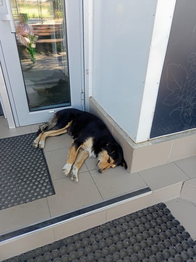 A medium-sized dog is sleeping on a tiled floor next to a white building and a glass door. The dog has black and tan fur, with white markings on its paws. It is lying on its side, with its head resting on the ground. 

The scene appears to be outdoors, with sunlight casting shadows on the ground, suggesting it is daytime. Through the glass door, a blurred reflection shows a person sitting on a wooden bench in an outdoor area with greenery. The building has a white exterior wall, and a dark panel with a faint floral design is visible on the right side. Two black rubber mats are placed on the tiled floor, one in front of the door and another further down. The overall setting is a doorway or entrance to a building. The dog appears to be resting peacefully. There is no visible text in the image.