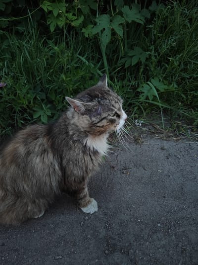 A long-haired tabby cat is sitting on a dirt path next to a dense patch of green grass and plants. The cat is facing to the right, with its eyes closed and its mouth slightly open. Its fur is a mix of brown, gray, and white, and it has white paws. The background consists of lush green foliage, including large leaves and tall grass, with some sparse, dry grass and dirt visible on the path. The overall impression is of a domestic animal in a natural, outdoor setting, possibly on the outskirts of a settlement.