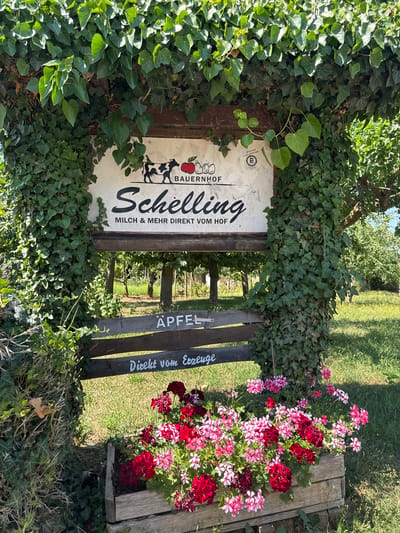 This media file depicts an outdoor scene in what appears to be a rural setting, likely a farm given the visible signage. The main subject is a weathered wooden sign with white lettering, partially obscured by lush green ivy. The sign itself features several elements: a logo with what looks like a cow and an apple, the text "BAUERNH OF" followed by the prominent name "Schelling," and further text reading "MILCH & MEHR DIREKT VOM HOF." To the right of this main sign, there are two other wooden planks with white text, one reading "APFEL" and the other "Direkt vom Erzeuger."

The setting is outdoors, with a grassy area visible in the background, suggesting it is daytime and likely sunny due to the bright illumination and shadows. The presence of vibrant red and pink flowers in a wooden planter next to the sign adds a touch of color and suggests a well-maintained area, possibly a garden or entrance to a farm shop. The ivy growing over the sign and surrounding structures gives a sense of natural integration and perhaps a touch of rustic charm. The overall impression is one of a peaceful, agricultural business inviting customers to purchase local produce directly from the farm.

There are no people visible in the image. The time of day appears to be late morning or afternoon, with the sun casting distinct shadows. The weather seems pleasant and fair, conducive to outdoor activities. The location cues, such as the German text and the overall agricultural aesthetic, point towards a rural location in Germany, specifically Bietigheim-Bissingen as context.