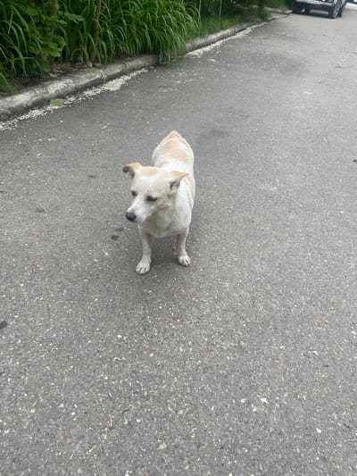 An eye-level shot depicts a light-colored dog standing on a gray asphalt road, possibly in Olginka, Russia. The dog's head is turned to the left side of the frame. The background includes the road surface, some grass, and possibly part of a car or vehicle visible on the upper left side. The scene is bathed in natural daylight.