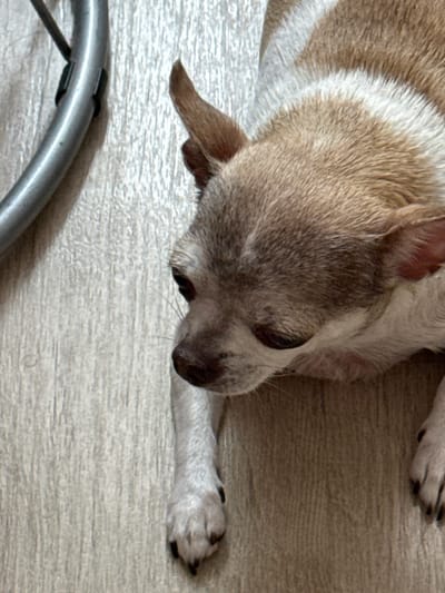 A close-up, overhead shot captures a small, tan and white dog lying on a light wood-grain floor. The dog is positioned diagonally, with its head towards the lower right of the frame and its body extending upwards and to the left. Its fur is short and appears slightly damp or matted in places. The dog's eyes are dark and closed, suggesting it is sleeping or resting. Its ears are pointed and alert, with one ear slightly perked up.
One of the dog's front paws is extended towards the right side of the frame, with visible dark claws. Another paw is partially visible on the upper right edge of the image. The dog's tail is not clearly visible. In the lower left corner, a portion of a metallic object, possibly a chair leg or part of a stroller, is visible. The lighting appears to be natural, casting soft shadows. The overall mood is peaceful and relaxed. No text is visible in the image. The scene is likely indoors, given the flooring and the presence of the metallic object.